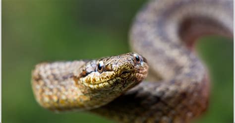 Adders/vipers (vipera berus) are awakening from hibernation in april. TOM DYRING WILDLIFE PHOTOGRAPHY / NN: EN NORSK ...