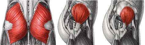 Allenamento Glutei Quello Che Devi Sapere Project Invictus