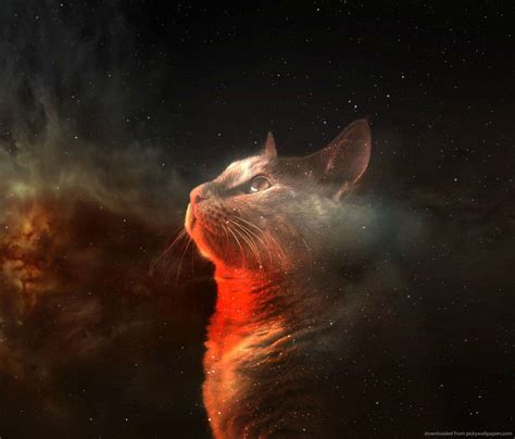 47 Galaxy Cat Wallpaper