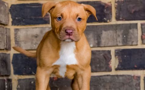 Are Pitbull Puppies Naturally Aggressive All About Apbt