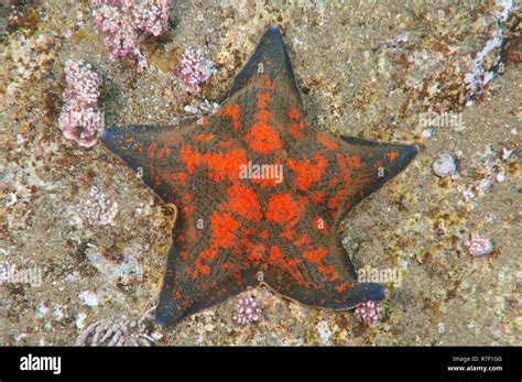 Bat Sea Star Hi Res Stock Photography And Images Alamy