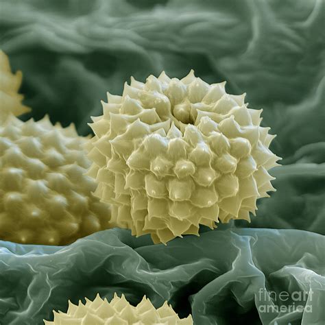 Ragweed Pollen Photograph By Eye Of Science Fine Art America