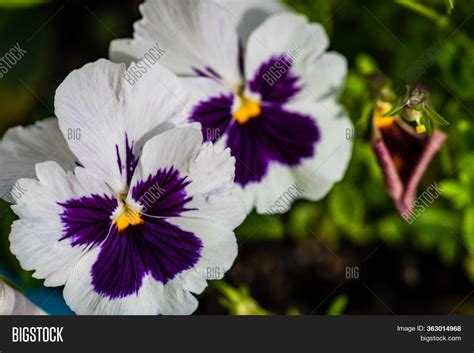 Closeup Tricolor Viola Image And Photo Free Trial Bigstock
