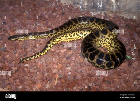 Boa Species Endemic Hi Res Stock Photography And Images Alamy
