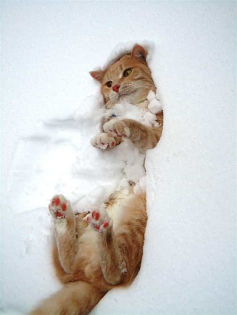 31 Adorable Pictures Of Cats Playing In The Snow