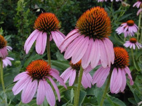 We always offer specials on discount flowers, and we can send flowers anywhere in texas! 147 best Native Texas Plants images on Pinterest | Gardens ...