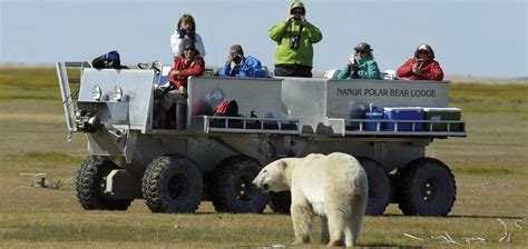 Arctic Discovery Polar Bear Tours Churchill Wild