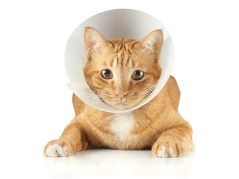 Common Cat Diseases Cooper Pet Care