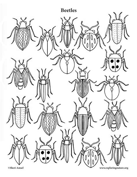 download 54 insects beetles coloring pages png pdf file best all free fonts download premium