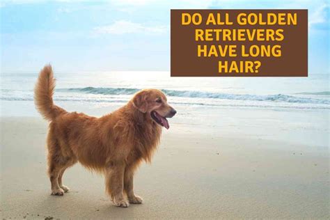 Top 100 Image Long Haired Golden Retriever Vn
