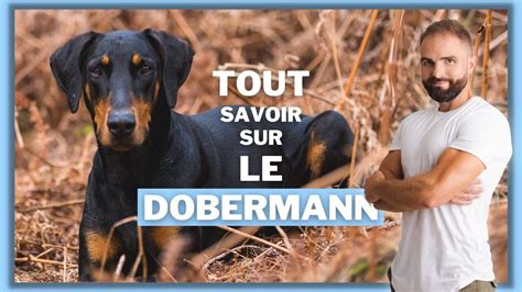 Le Dobermann Tout Savoir Sur Ce Molosse Esprit Dog