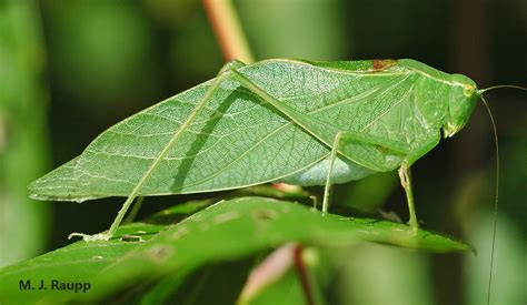 At Night In The Rainforest Part 2 Round Headed Katydids Amblycorypha