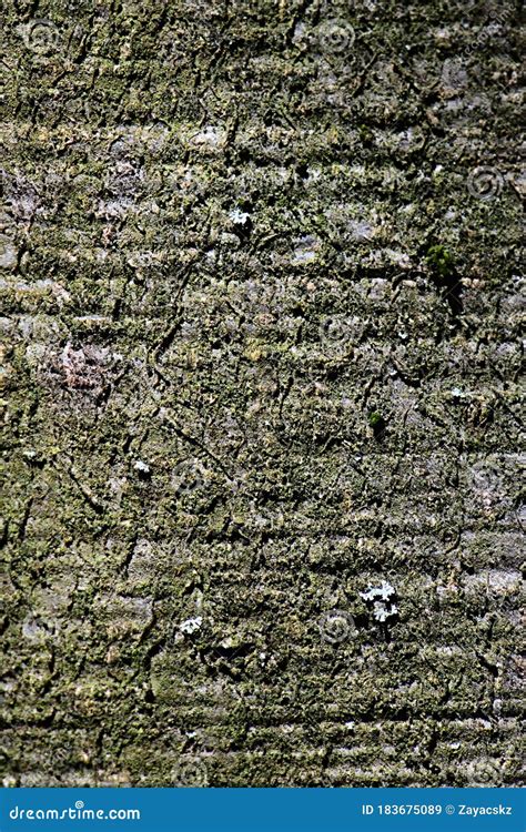 Bark Crust Texture Of Broadleaf Tree European Beech Also Called Common