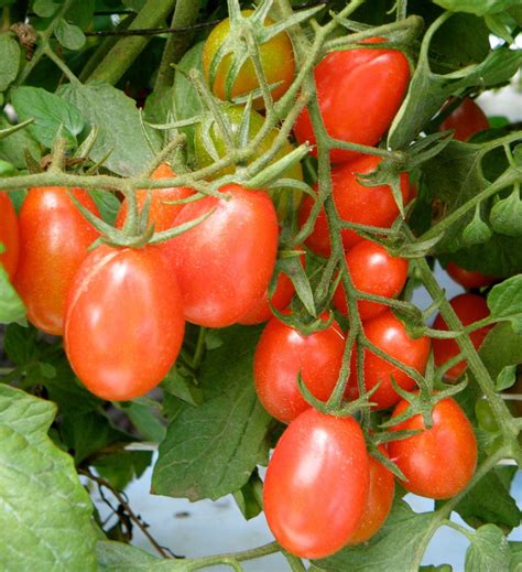 3 Best High Yield Tomato Varieties 2020 Guide