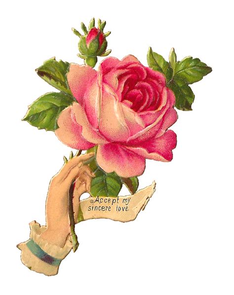 Antique Images Free Pink Rose Illustration Antique