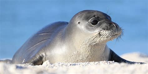 Cute Animals Cute Endangered Animals Hawaiian Monk Seal Animals