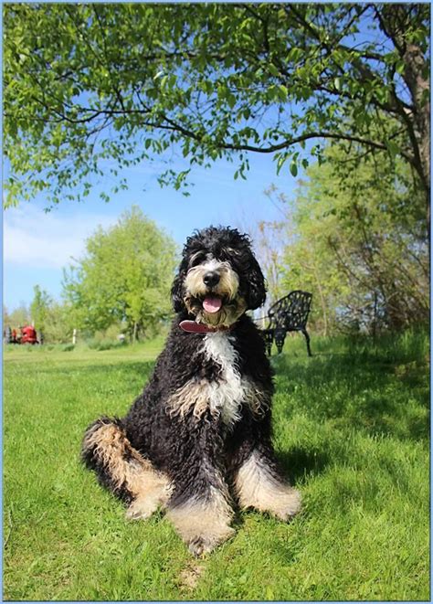 This handsome f1 standard bernedoodle puppy is looking for a furever family! F1 Standard Bernedoodle