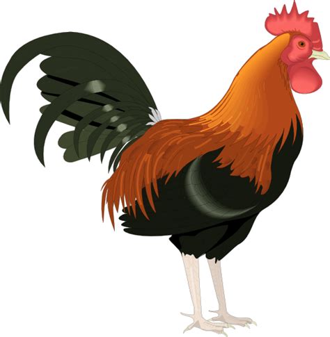 Free Rooster Clip Art Pictures Clipartix