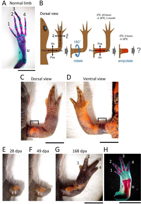 Figure 1 From Reviewing The Effects Of Skin Manipulations On Adult Newt