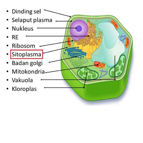 SEL (PART 1) SMP/MTs