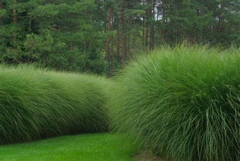 42 Amazing Evergreen Grasses Landscaping Ideas Garden Hedges