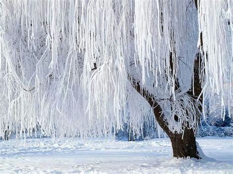 17 Best Images About Willow Trees On Pinterest Trees A