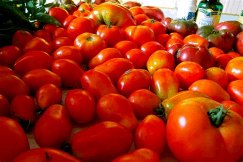 Everything You Need To Know About Growing Tomatoes