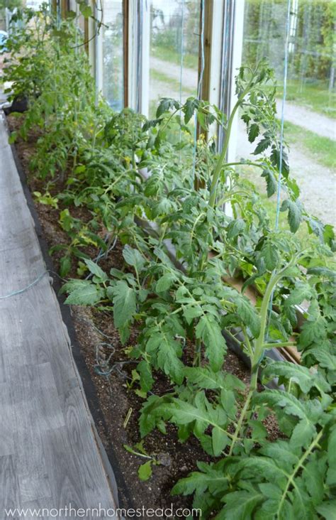 They are a vining pruning the bottom of the tomato plant. To Prune or Not to Prune Tomato Plants | Tomato seedlings ...