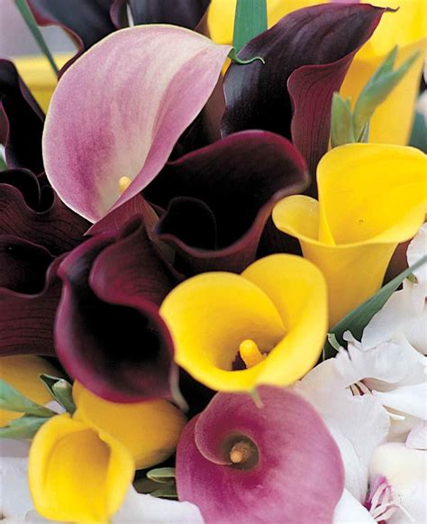 Mixed Bouquet Of Calla Lilies Zantedeschia Calla Lilies Are Easy To