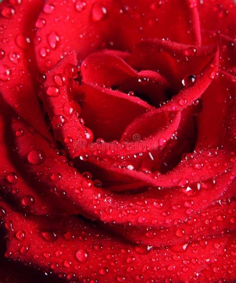 Macro Of Red Rose With Water Drops Stock Image Image Of Closeup