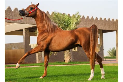 8 Ancient Horse Breeds With Historic Influence