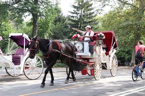 My father, giuseppe started the business in 1979 after emigrating to new york city from sicily. TripAdvisor | NYC Horse Carriage Rides™ - Central Park VIP ...