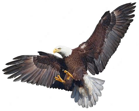 Premium Vector Bald Eagle Flying Swoop Attack Hand Draw And Paint Color