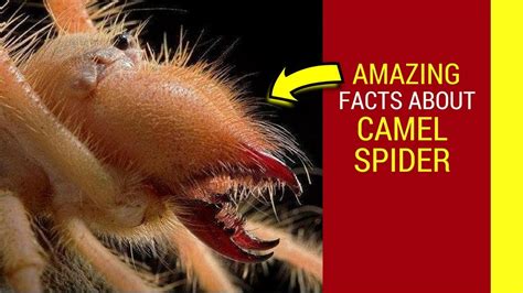 Camel Spider Facts Camel Spider Running Screaming And Giving Birth