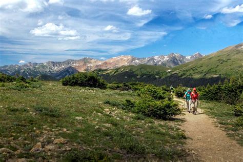 Alpine Tundra Plants List