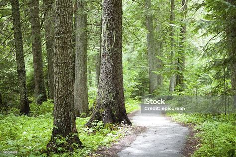 Old Growth Cedar Forest Stock Photo Download Image Now Backgrounds