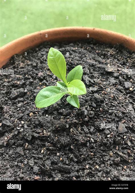 Lemon Tree Seedling Stock Photo Alamy