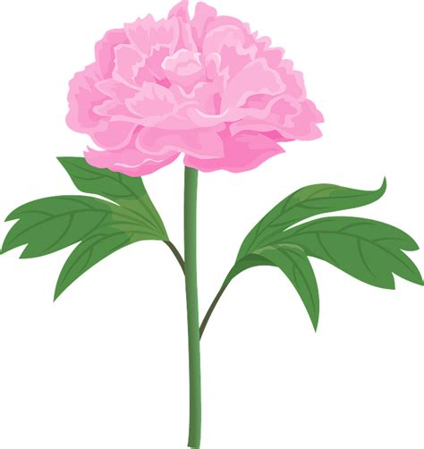 Peony Flower Clipart Free Download Transparent Png Creazilla