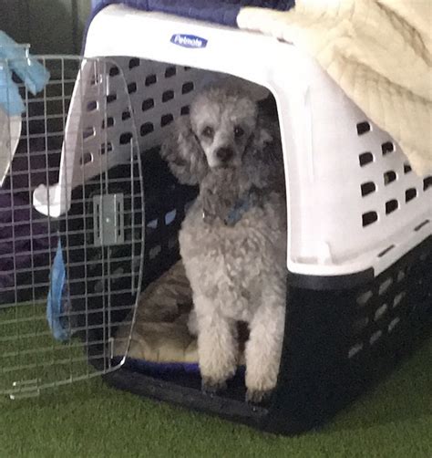 Get free reddit crate training now and use reddit crate training immediately to get % off or $ off or free shipping. Crate Games and the Question of Value | Susan Garrett's ...