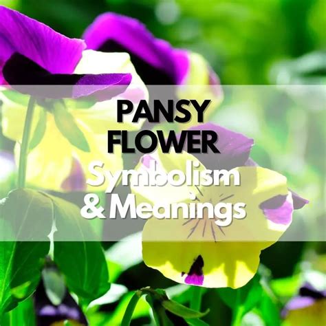 Pansy Flower Symbolism Meanings And History Symbol Genie