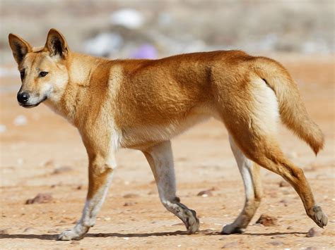 African Wild Dog Vs Dingo Battles Comic Vine