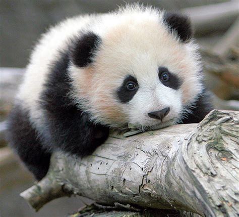 Baby Panda Face