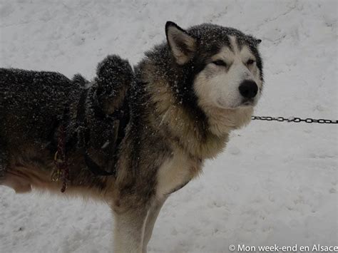 Cette tribu l'a longtemps utilisé. Baptême de chiens de traîneau au Schnepfenried avec Rêve de Nord - Mon week-end en Alsace