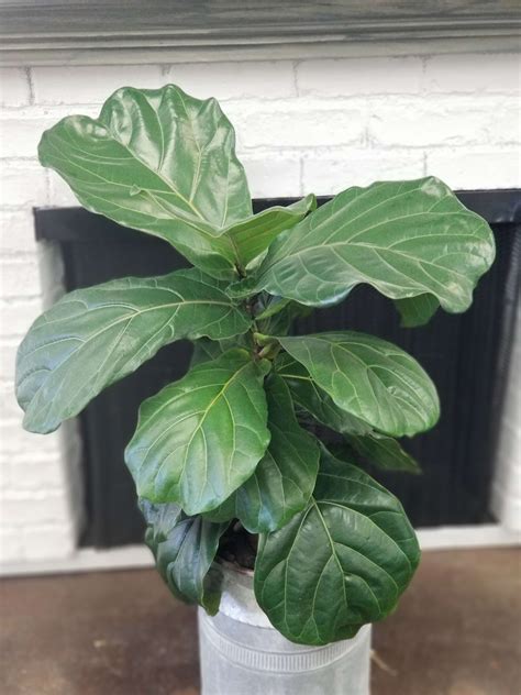 Hours may change under current circumstances Fiddle Leaf Fig in Simi Valley, CA | Michael's Flowers