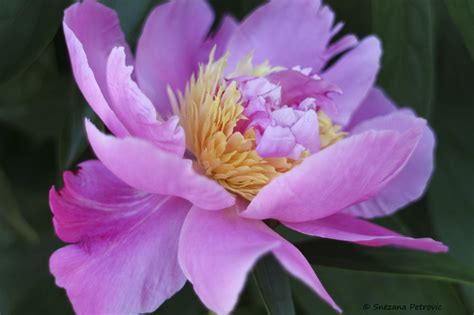 Pink Peony Pink Peony With Soft Petals All Rights Reserved © Snezana