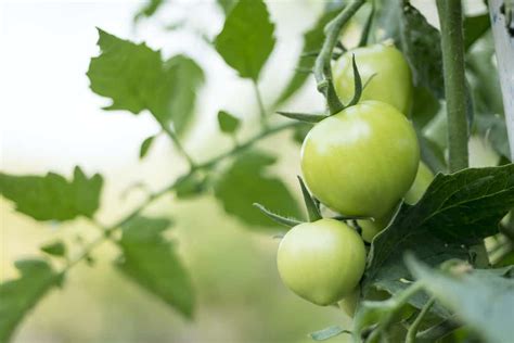 How To Ripen Green Tomatoes 4 Ways To Do It 2022 Rural Living Today