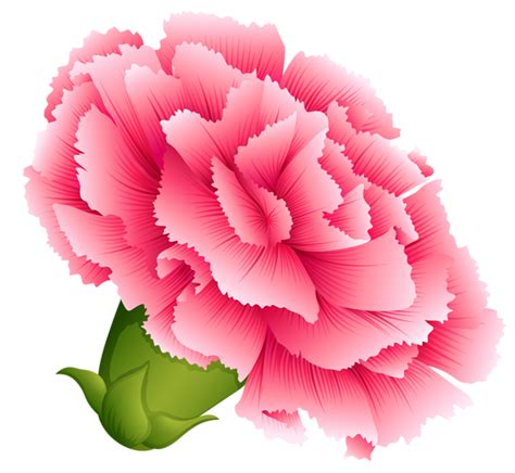 *exact sizing may vary slightly due to printing process, we advise waiting to buy frames until the prints arrive. Pink Carnation PNG Clipart Image | Gallery Yopriceville ...