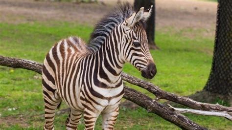 Como Zoo Announces Baby Zebras Name Twin Cities