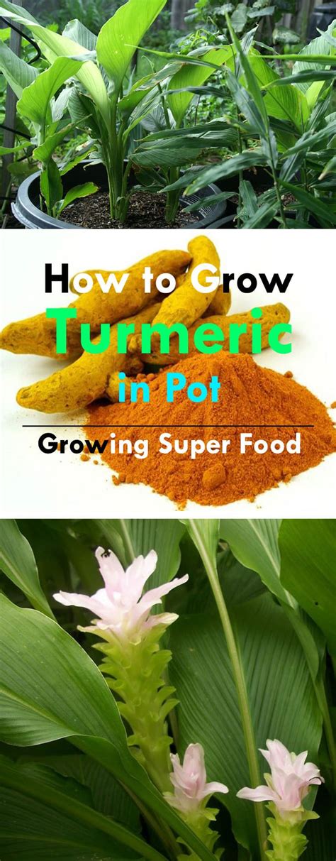 Growing Turmeric In Pots How To Grow Turmeric Care Uses Benefits