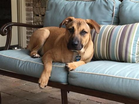 Some people want to get a purebred puppy and think their only option is to go to a local pet store or dog breeder near them. Pin on Pets